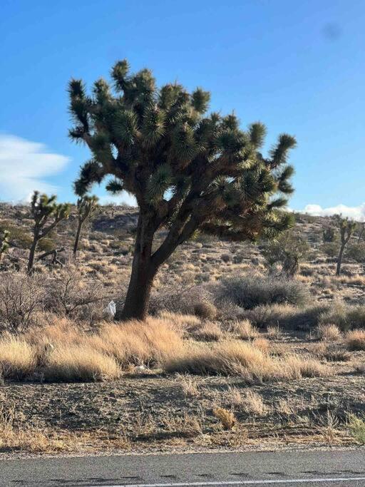 Joshua Tree National Park - Cozy Palms Getaway Leilighet Twentynine Palms Eksteriør bilde